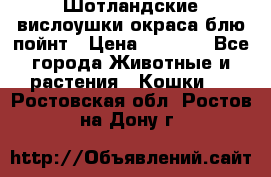 Шотландские вислоушки окраса блю пойнт › Цена ­ 4 000 - Все города Животные и растения » Кошки   . Ростовская обл.,Ростов-на-Дону г.